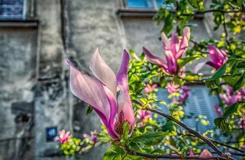 Magnolia Stock Photos