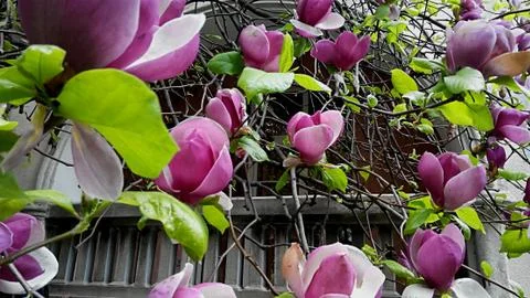 Magnolia Stock Photos