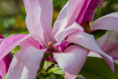Magnolia Stock Photos