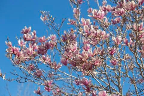 Magnolia Stock Photos