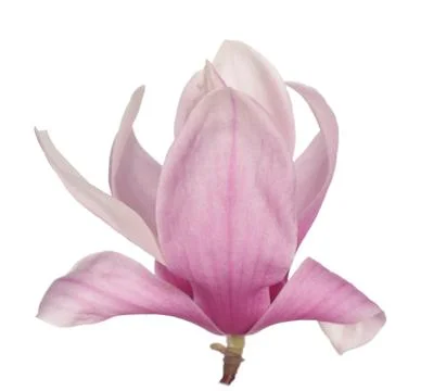 Magnolia Stock Photos