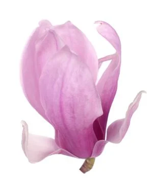 Magnolia Stock Photos