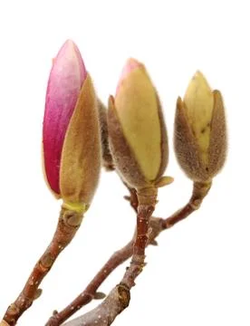 Magnolia Stock Photos