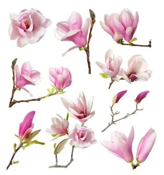 Magnolia Stock Photos