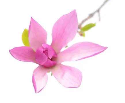 Magnolia Stock Photos
