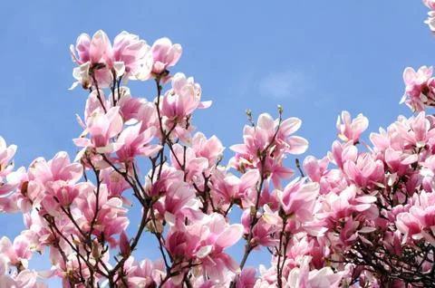Magnolia Stock Photos