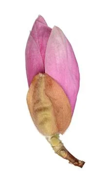 Magnolia Stock Photos