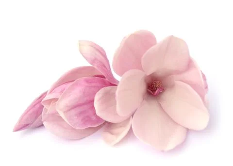 Magnolia Stock Photos