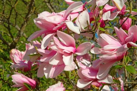 Magnolia Stock Photos