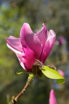 Magnolia Stock Photos