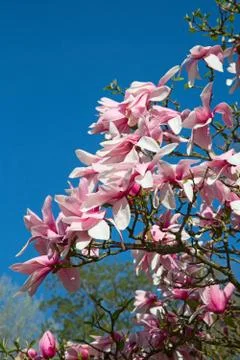 Magnolia Stock Photos
