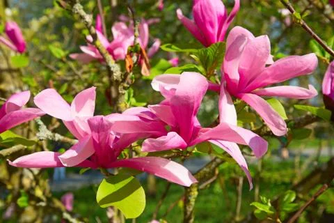 Magnolia Stock Photos
