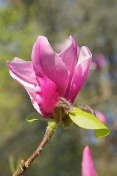 Magnolia Stock Photos