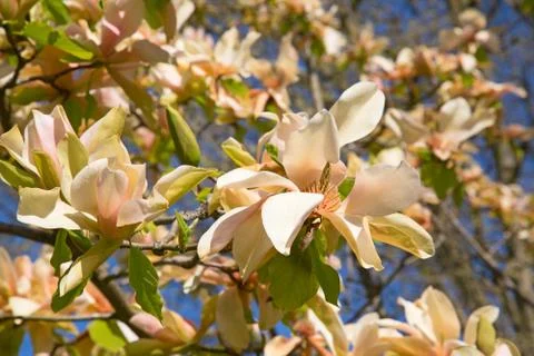 Magnolia Stock Photos