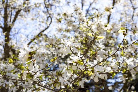Magnolia Stock Photos