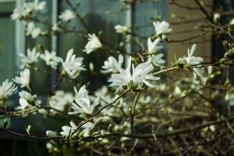 Magnolia Foto stock