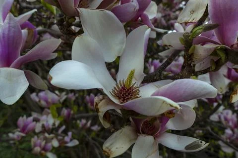 Magnolia Stock Photos