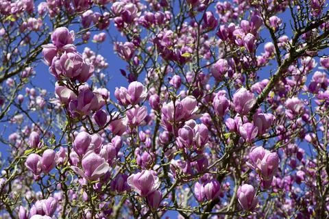 Magnolia Stock Photos