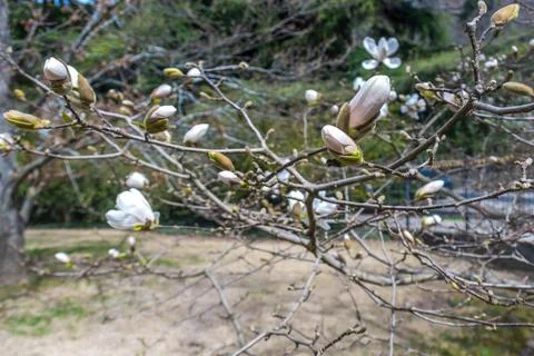 Magnolia Stock Photos