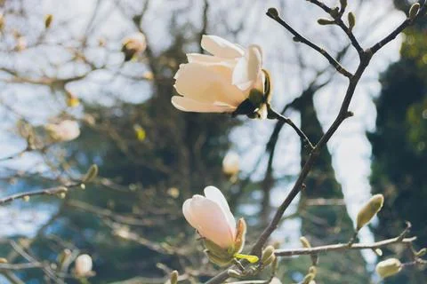 Magnolia Stock Photos