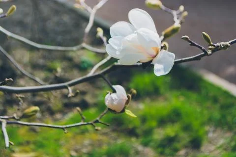 Magnolia Stock Photos