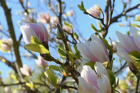 Magnolia Foto stock