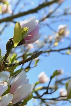 Magnolia Foto stock