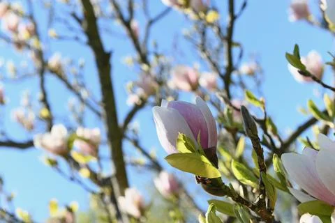 Magnolia Foto stock