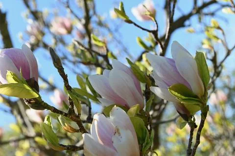 Magnolia 库存照片