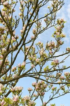 Magnolia Foto stock
