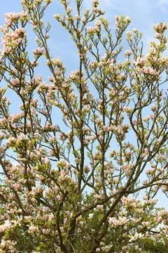 Magnolia Foto stock
