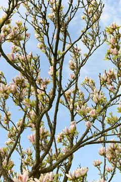 Magnolia Foto stock