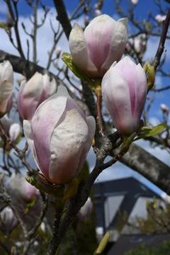 Magnolia Stock Photos