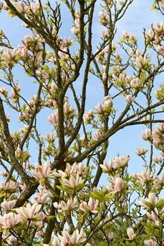 Magnolia Foto stock