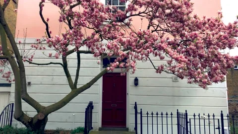Magnolia pink tree, spring time pink wall house Vídeo Stock 151557568