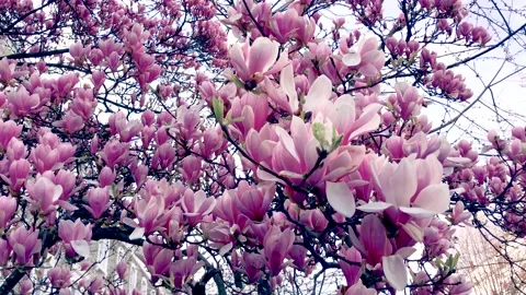 Magnolia pink tree, spring time Vídeo Stock 151558101