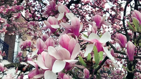 Magnolia pink tree, spring time Vídeo Stock 151720835