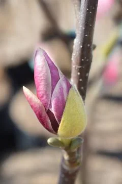 Magnolia Satisfaction Stock Photos