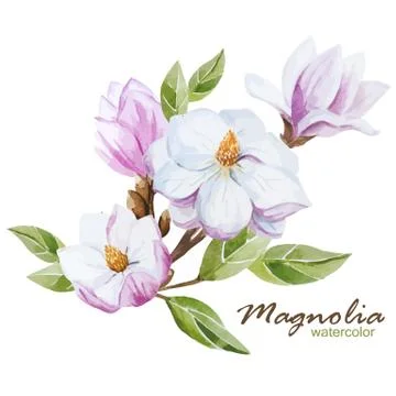 Magnolia set Stock Illustration