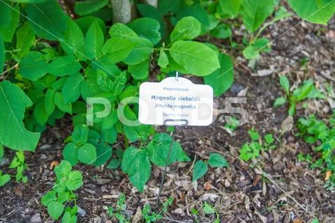 Magnolia sieboldii plant with identification label in in latin and latvian la Stock Photos