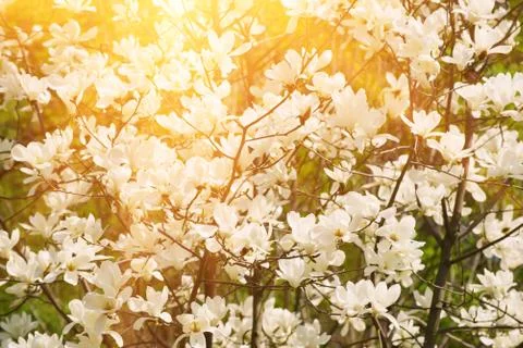 Magnolia spring flowers Stock-Fotos