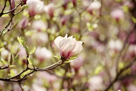 Magnolia spring flowers Фото