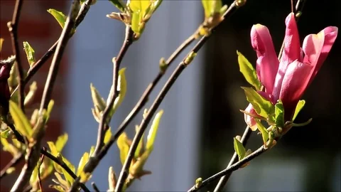 Magnolia in spring in the garden Stock Footage