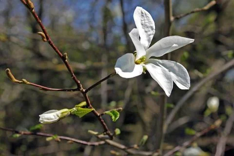 Magnolia in spring Stock Photos