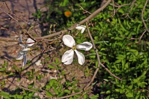 Magnolia in spring Stock Photos