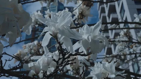 Magnolia in the Sprng Stock Footage 327576176