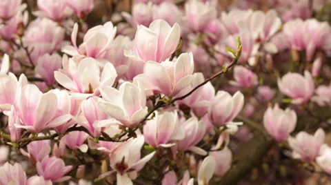 Magnolia still Stock Footage 30441307