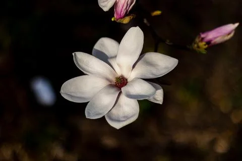 Magnolia topdown Stock Photos