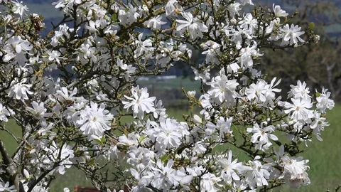 Magnolia Tree Bloom and Bees Stock Footage 108126145