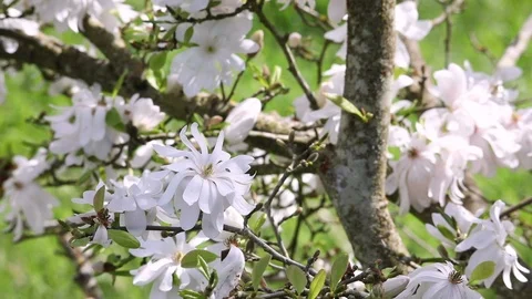 Magnolia Tree Bloom with clouds Stock Footage 108126151